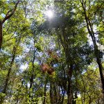 Parque Cultural Florata conta com mais de 50 espécies arbóreas em sua área de conservação